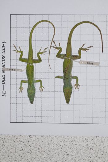Media type: image;   Herpetology R-189081
